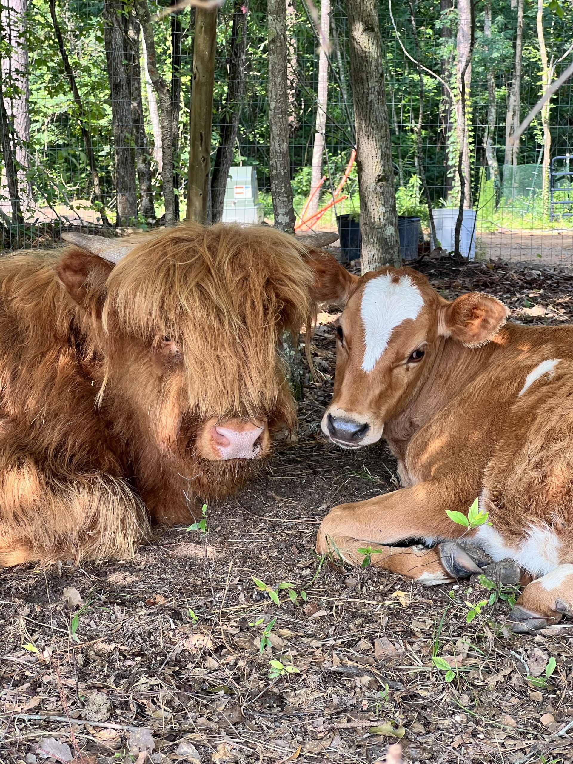 Cow