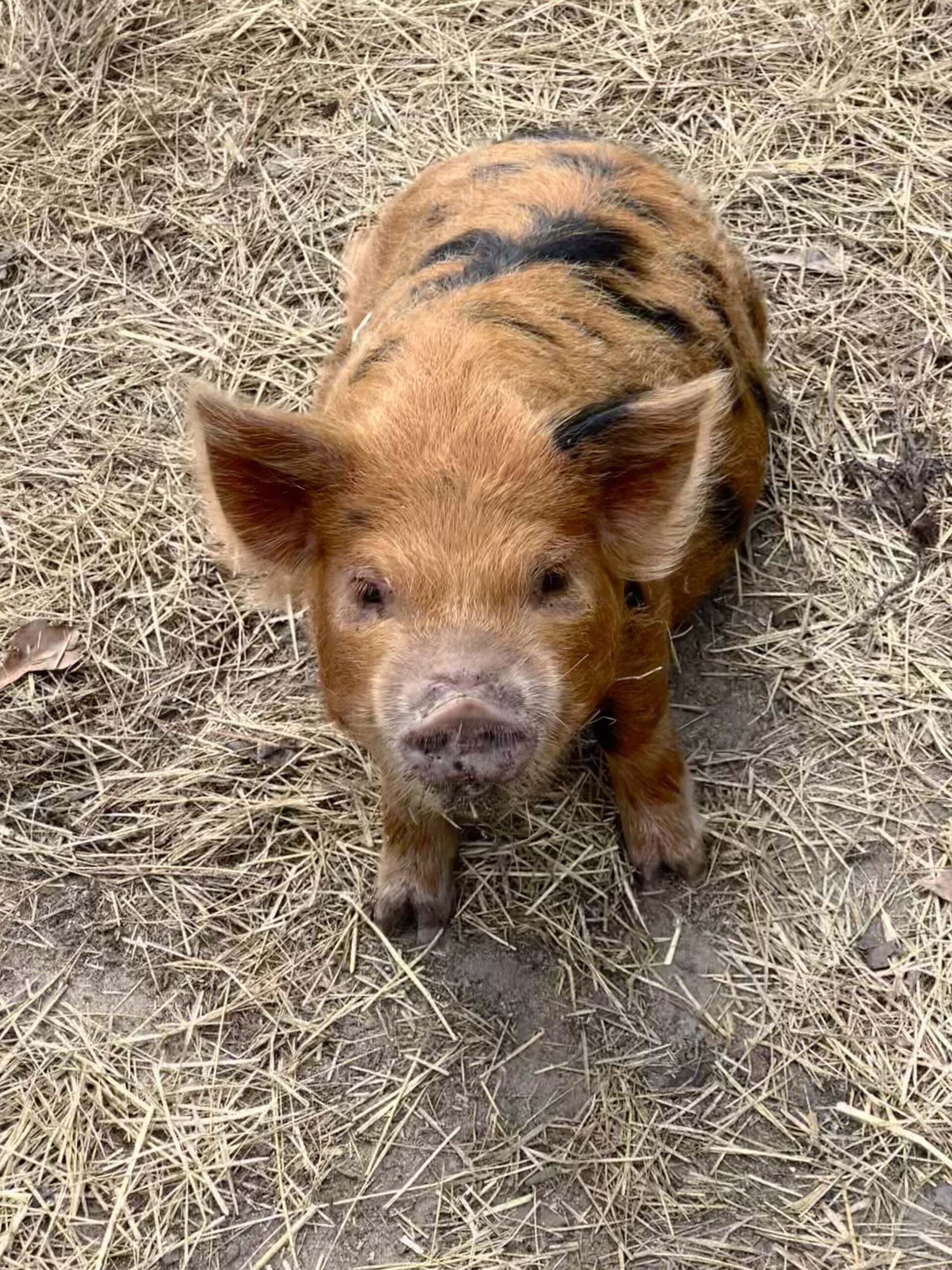 Pig