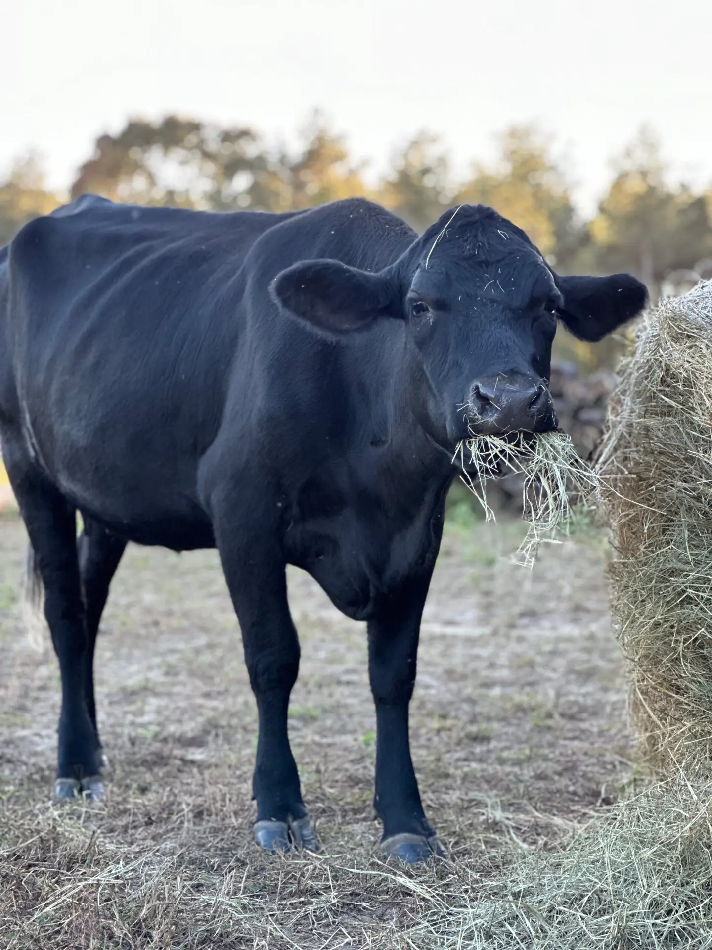 Cow
