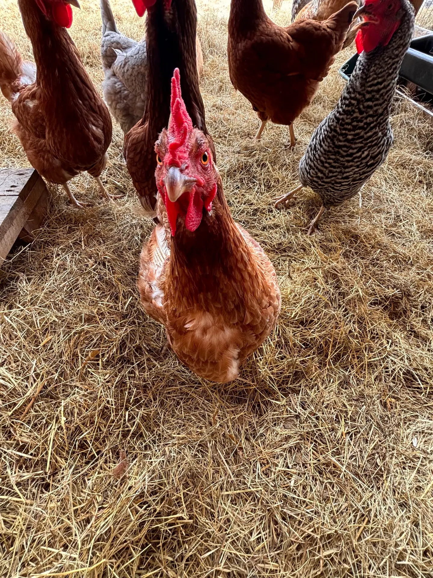 Chicken