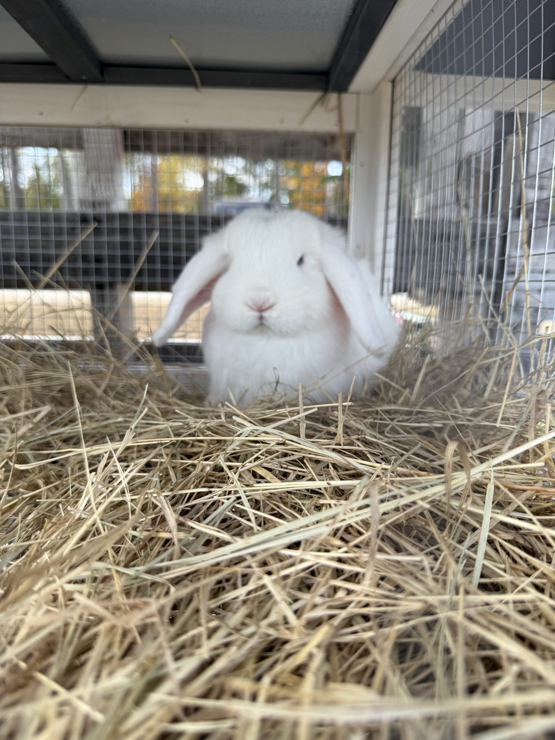 Rabbit