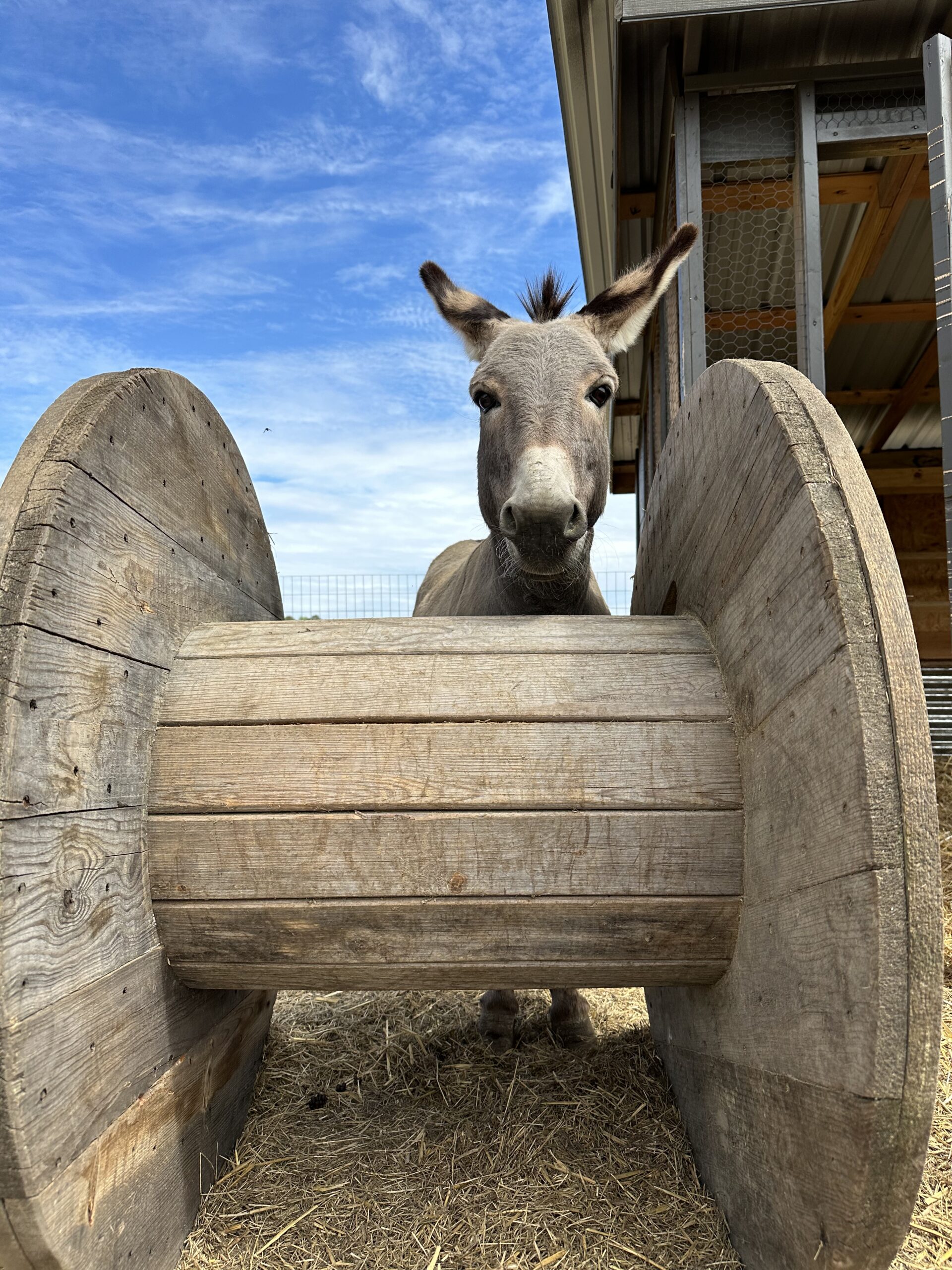 Donkey