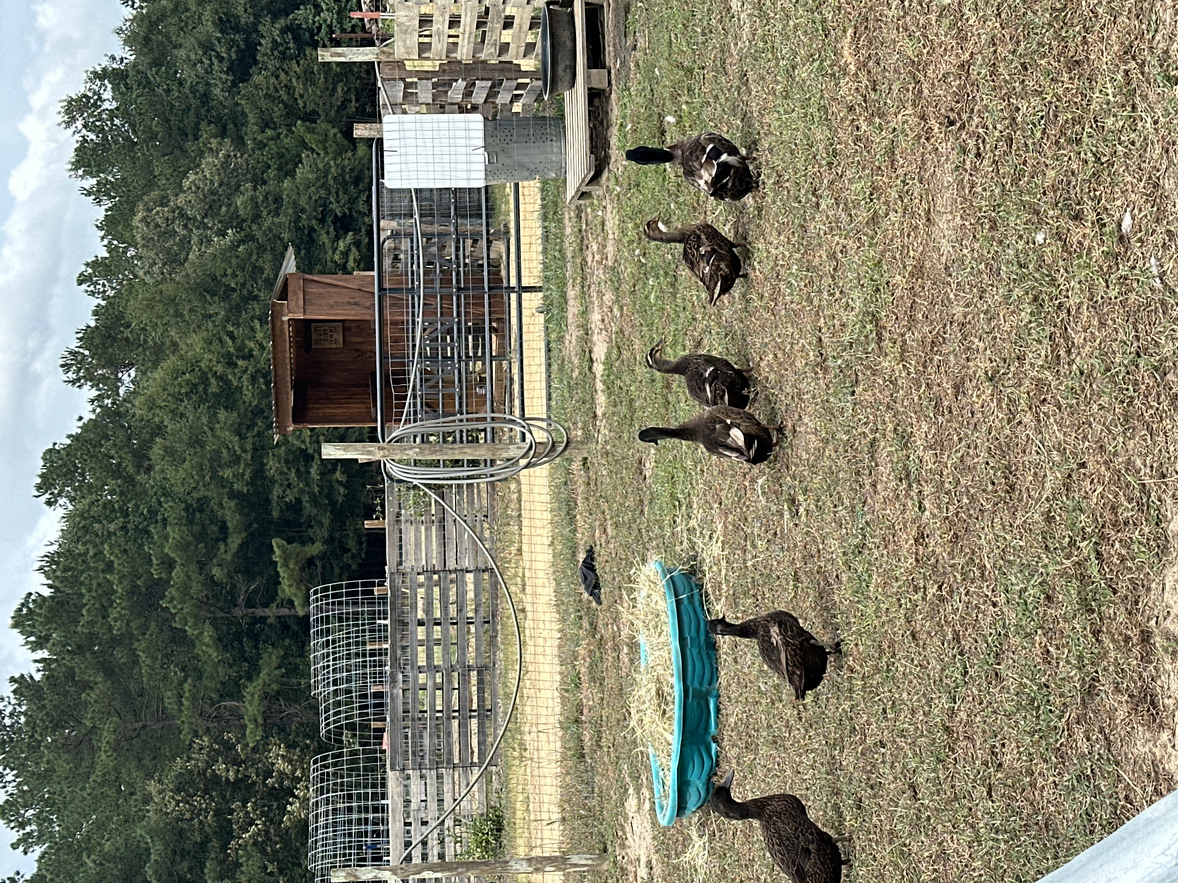 Duck