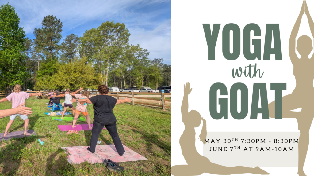 Yoga with Goats