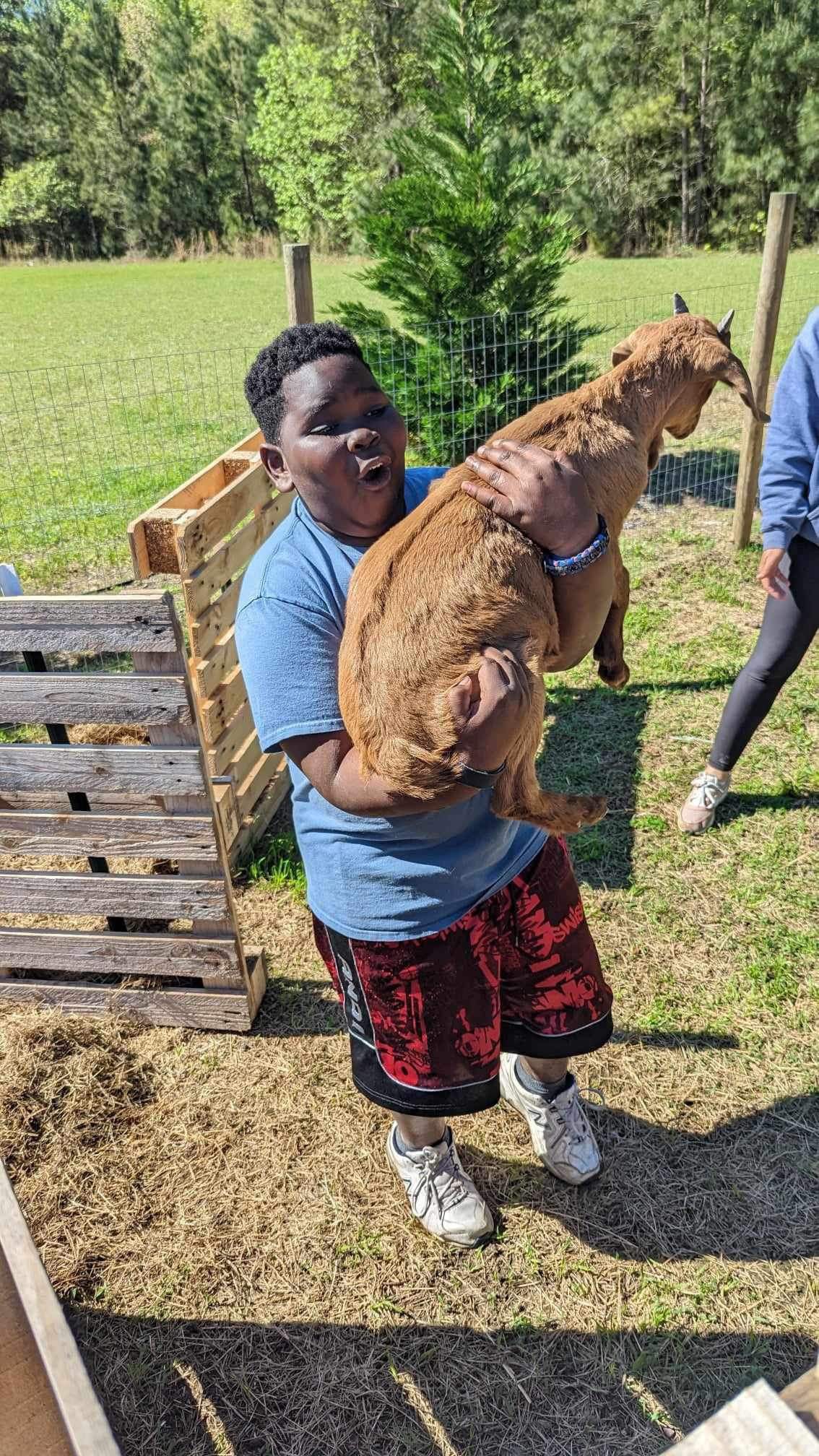 Farm Animals