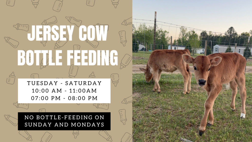 Jersey Cows