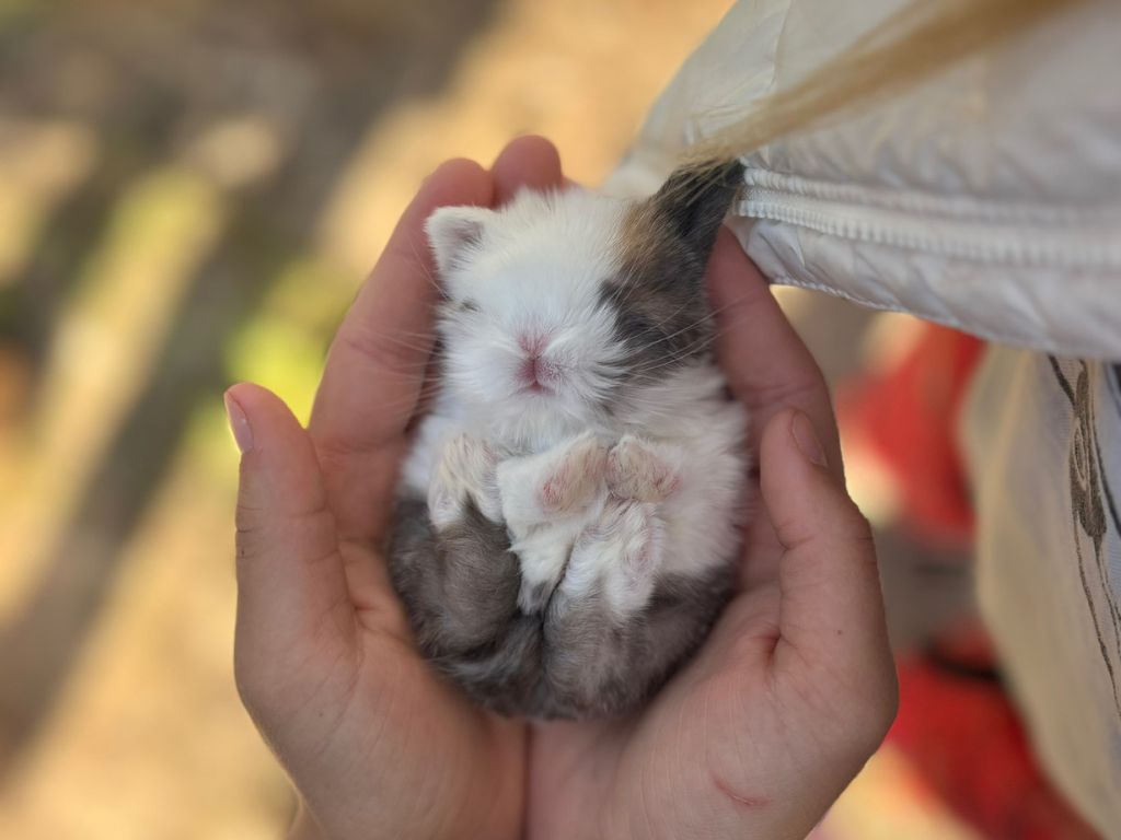 Baby Bunnies