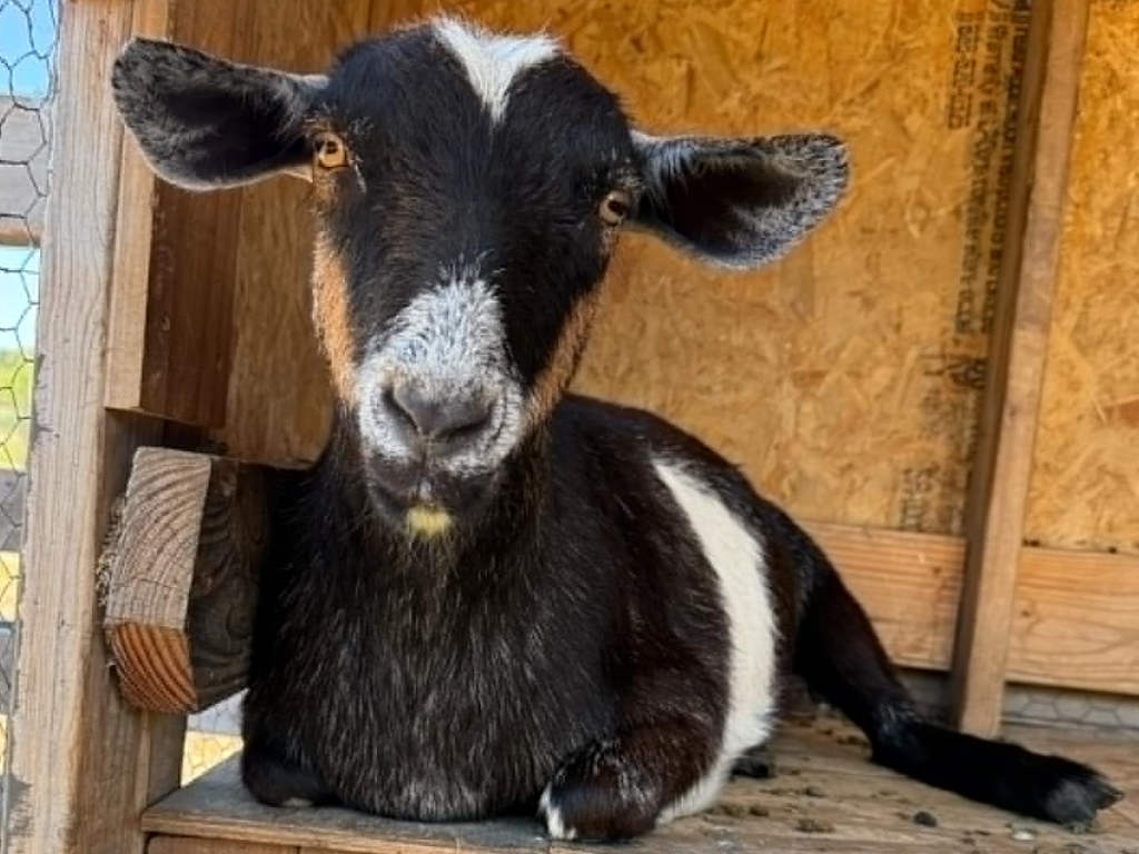 Poppy the goat