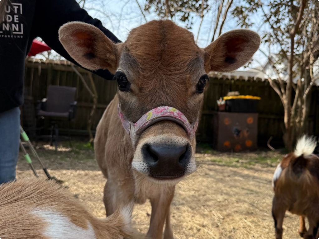 Bambi