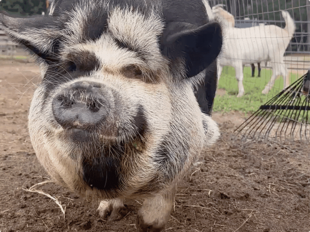 Pumba