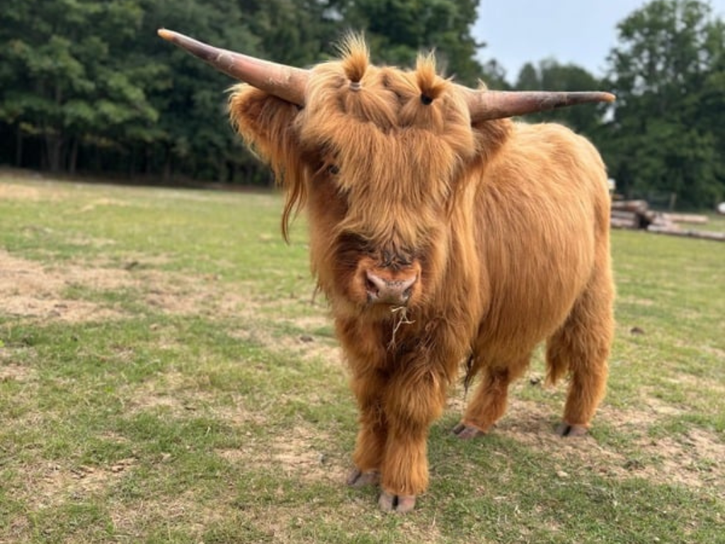 Fred the cow