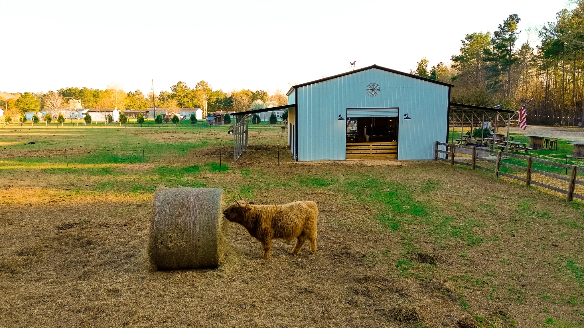 Aerial view of the barn and a Highland cow at Outside Inn Campground, Santee SC